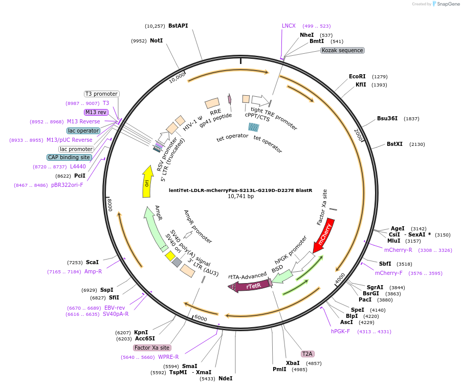 254342-plasmid-map-sequence-id-513303