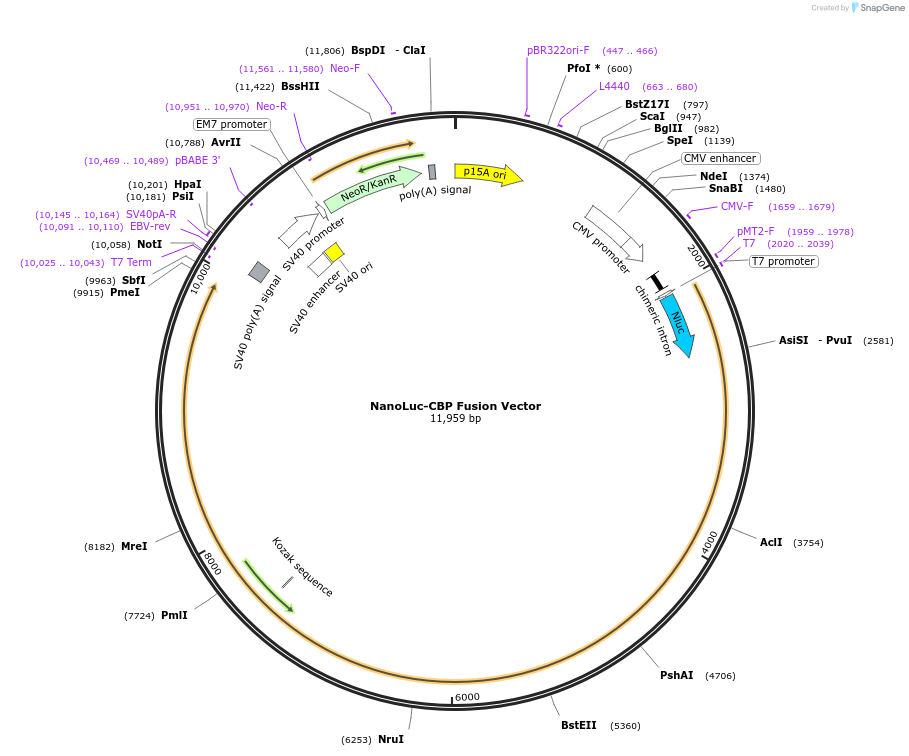 238646-plasmid-map-sequence-id-513320