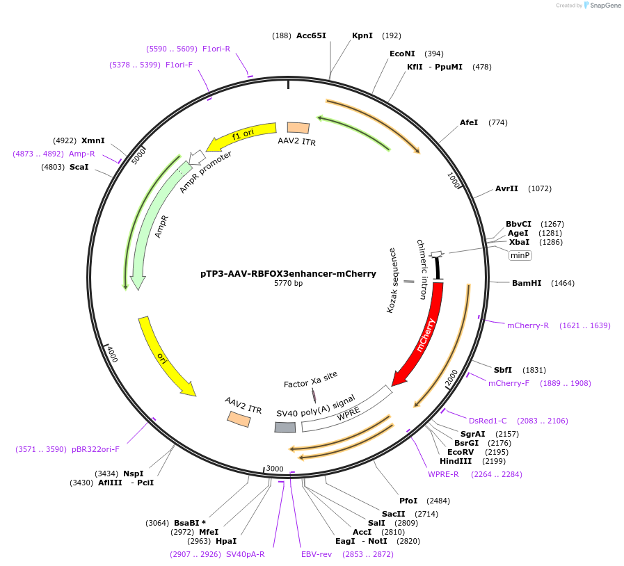 254715-plasmid-map-sequence-id-513392