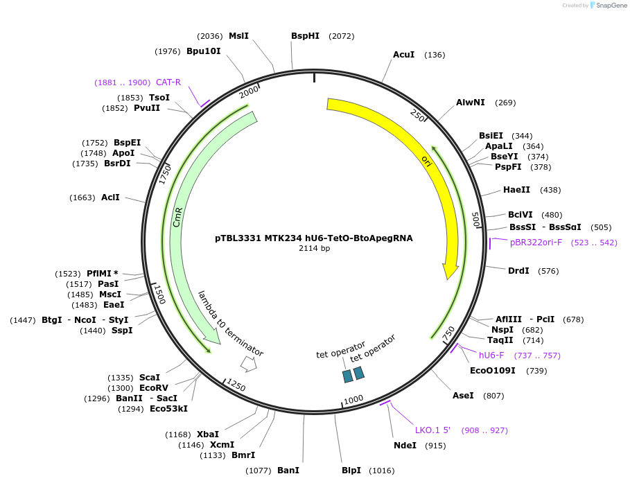 254860-plasmid-map-sequence-id-513393