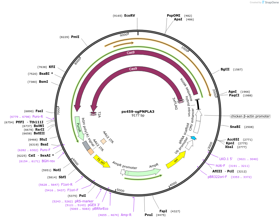 255036-plasmid-map-sequence-id-513394