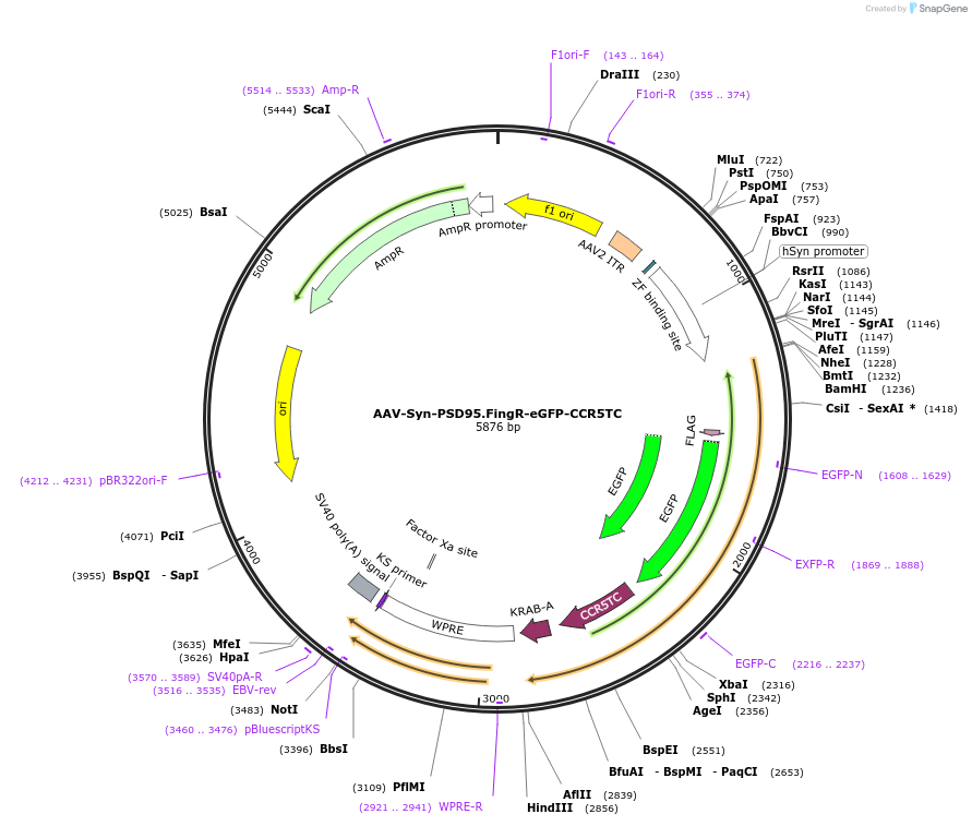 125693-plasmid-map-sequence-id-513486