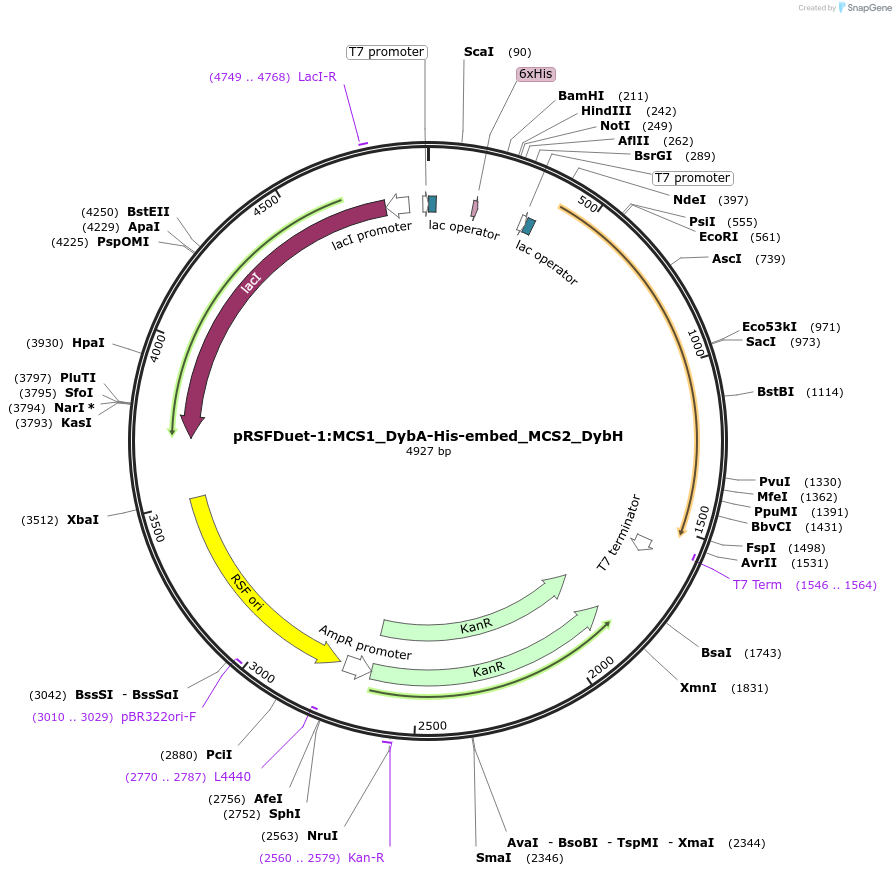 257770-plasmid-map-sequence-id-513506