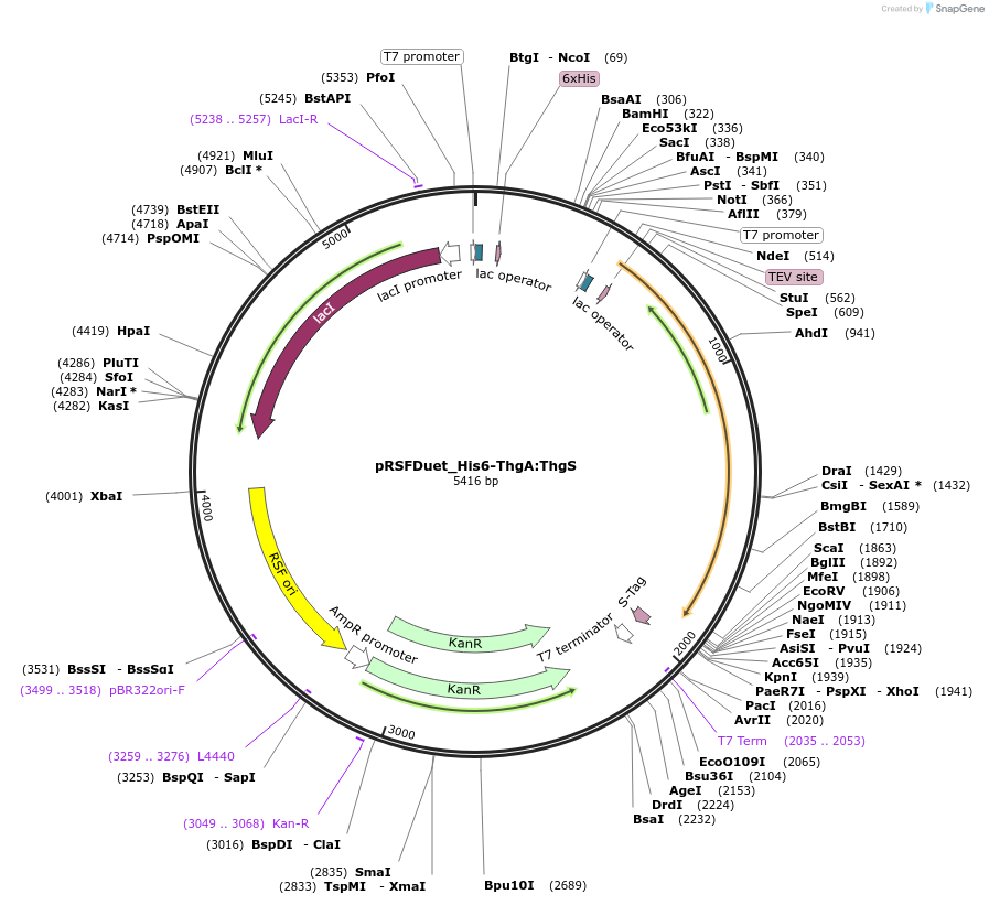 257748-plasmid-map-sequence-id-513514
