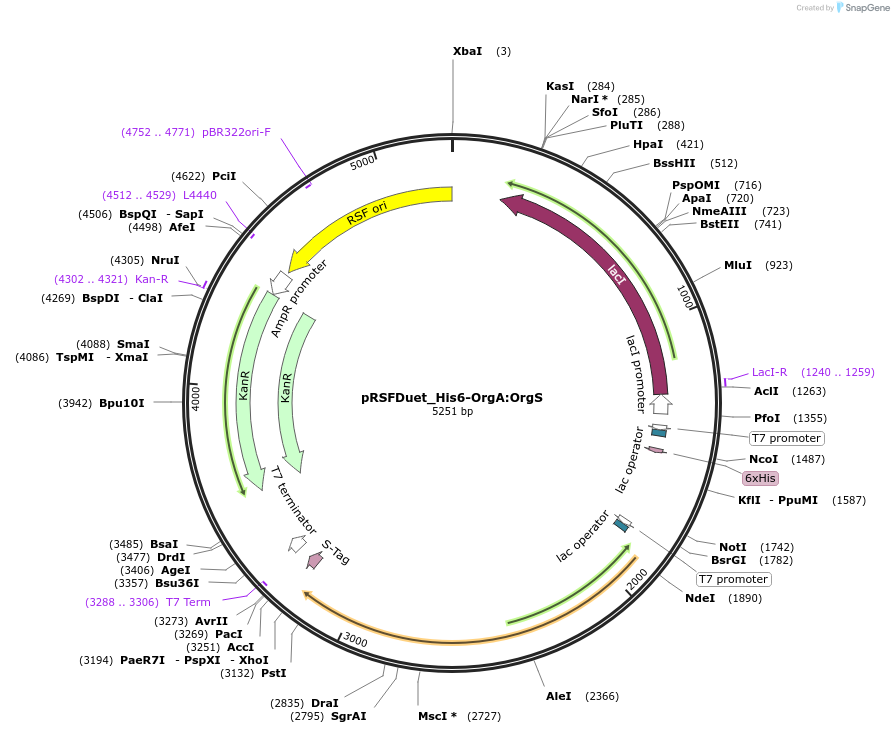 257751-plasmid-map-sequence-id-513516