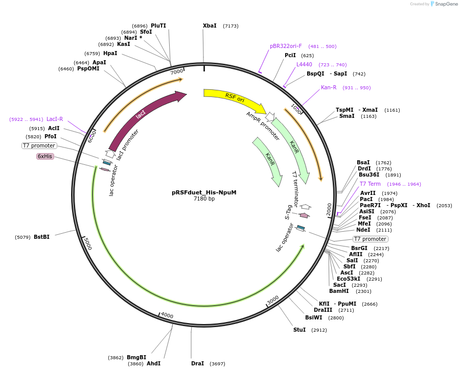 257733-plasmid-map-sequence-id-513520