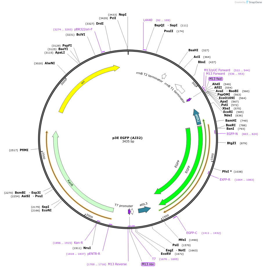 257880-plasmid-map-sequence-id-513524