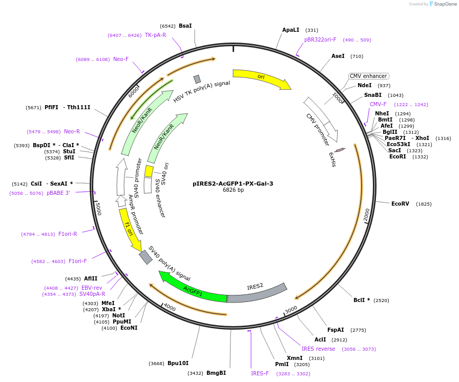 256298-plasmid-map-sequence-id-513525