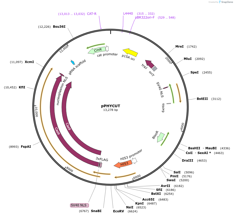 255426-plasmid-map-sequence-id-513526