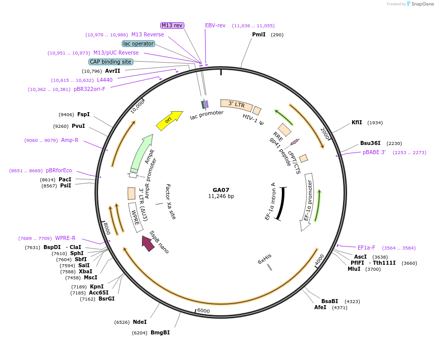 248862-plasmid-map-sequence-id-513533