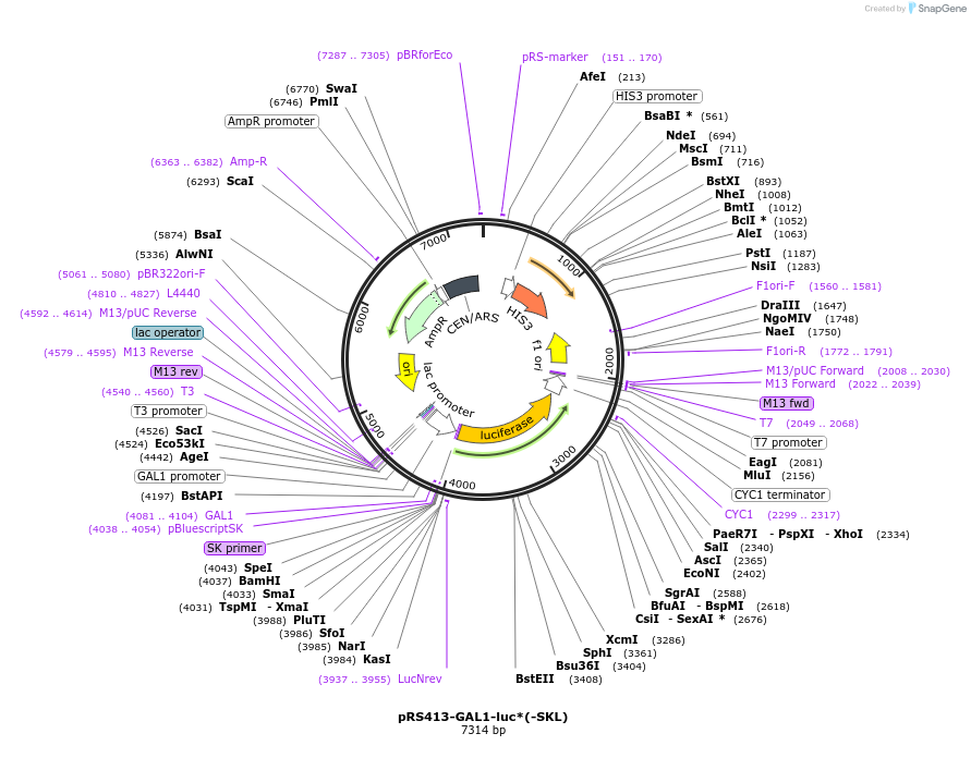 40234-plasmid-map-sequence-id-51354