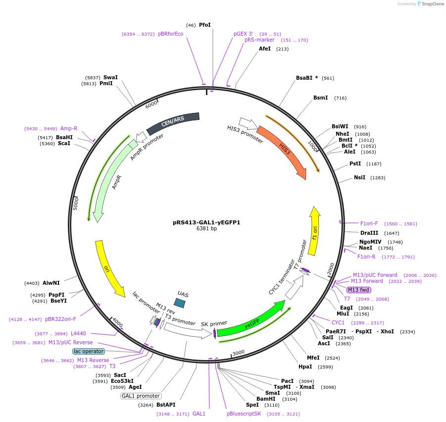 40235-plasmid-map-sequence-id-51356