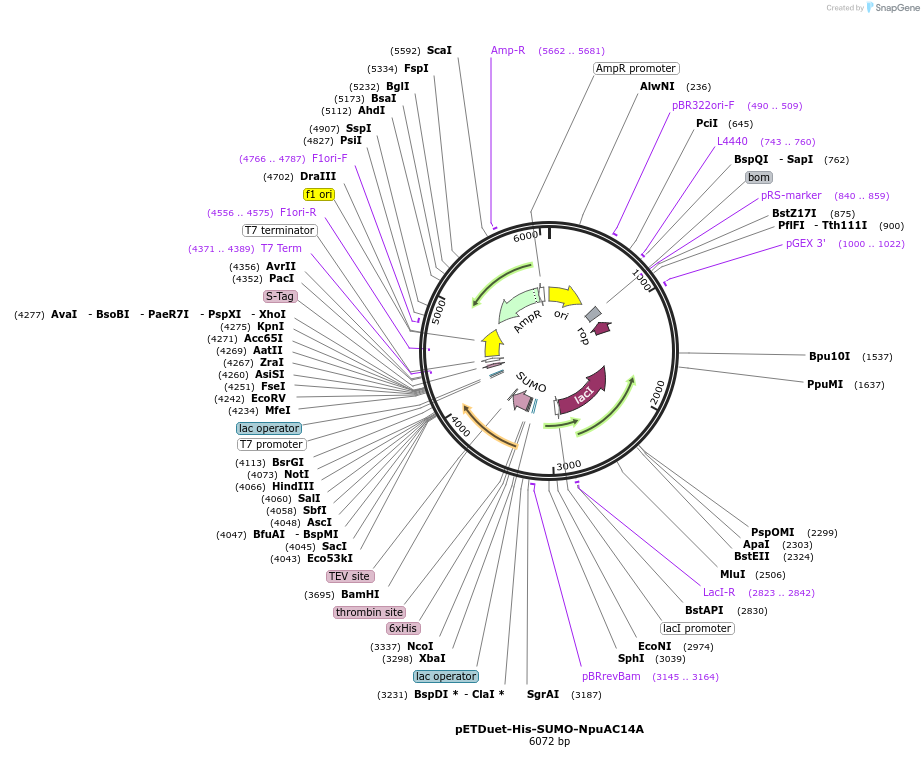 257740-plasmid-map-sequence-id-513569