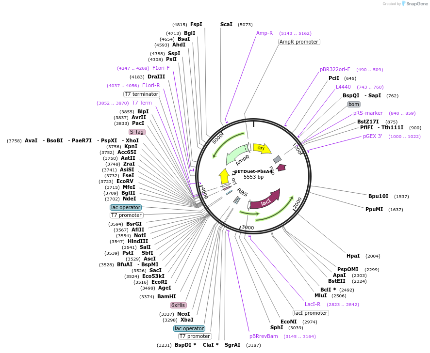 257781-plasmid-map-sequence-id-513587