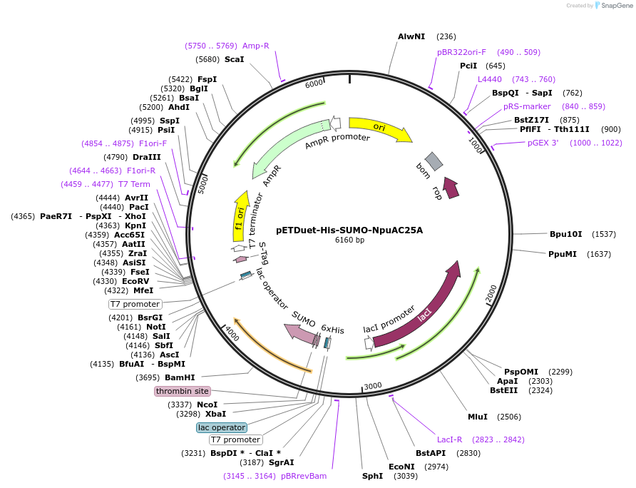 257742-plasmid-map-sequence-id-513591