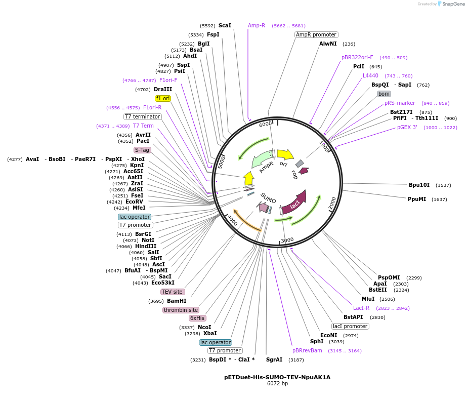 257736-plasmid-map-sequence-id-513592
