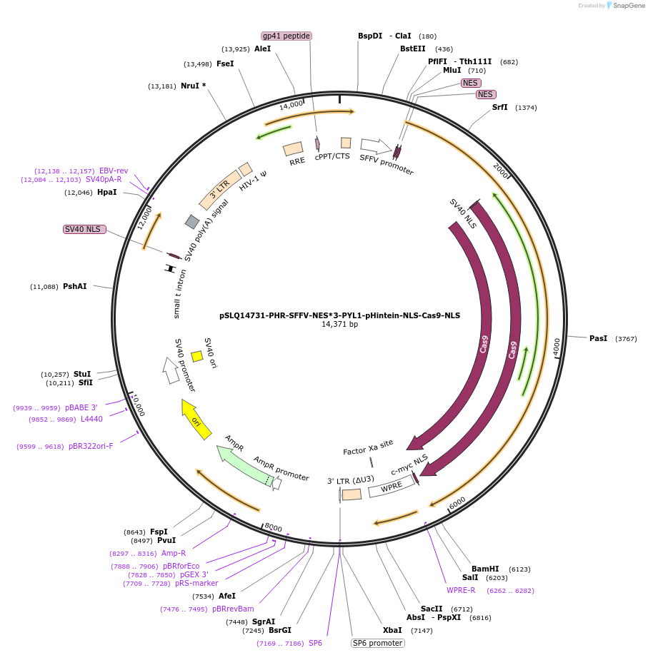 252644-plasmid-map-sequence-id-513593