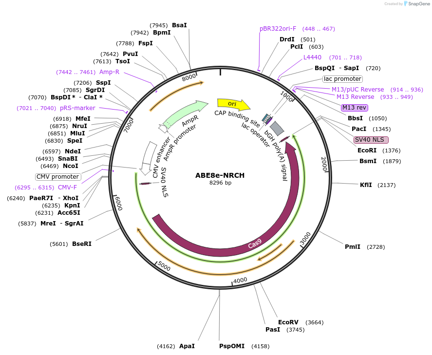 257825-plasmid-map-sequence-id-513599