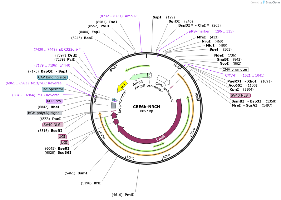 257827-plasmid-map-sequence-id-513601