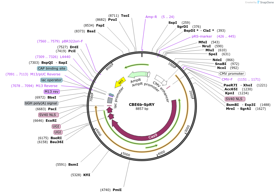257826-plasmid-map-sequence-id-513602