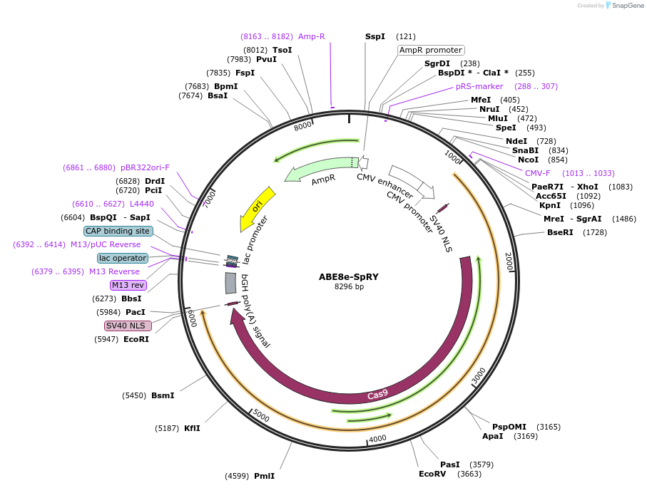 257824-plasmid-map-sequence-id-513603