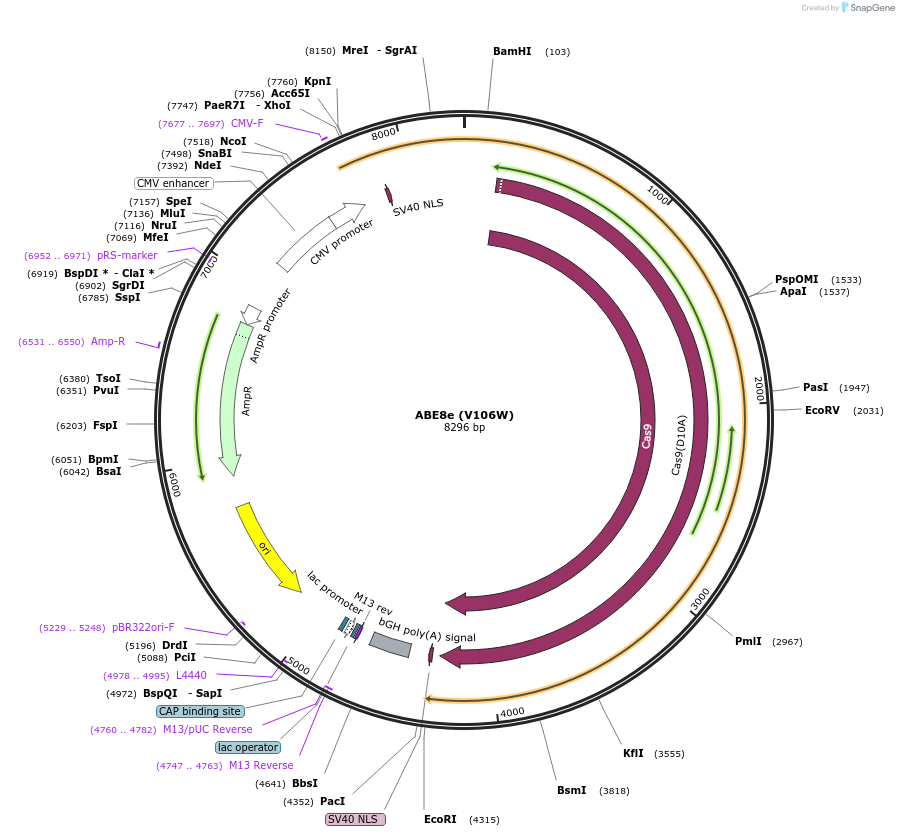 257823-plasmid-map-sequence-id-513604