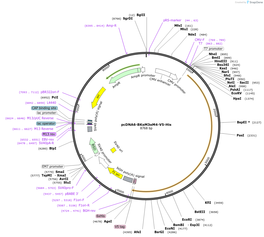 255912-plasmid-map-sequence-id-513608