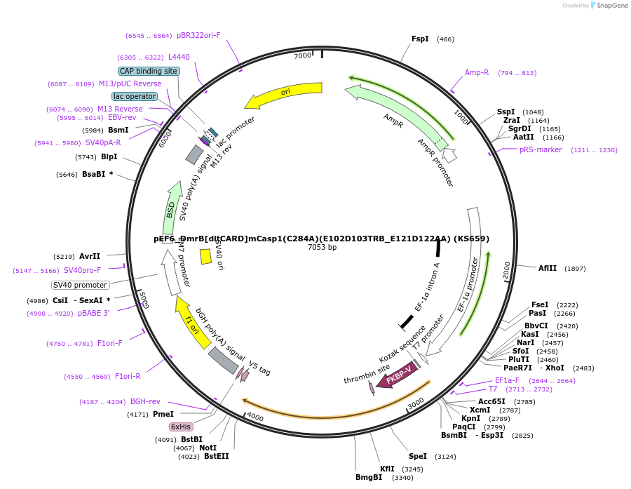 254937-plasmid-map-sequence-id-513614