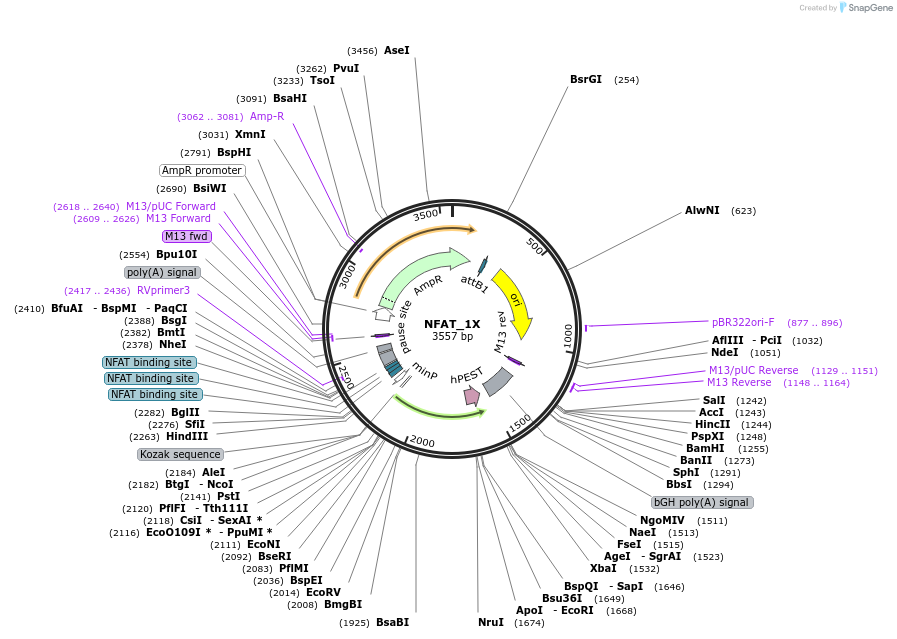 255901-plasmid-map-sequence-id-513615