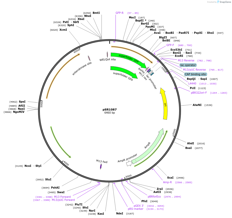 252535-plasmid-map-sequence-id-513617