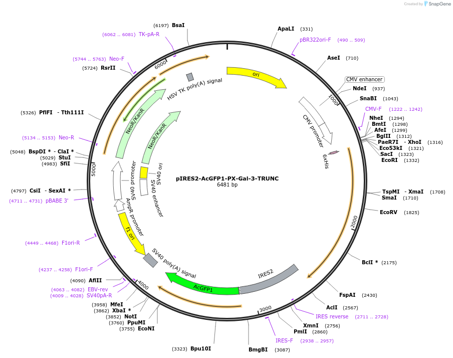 256299-plasmid-map-sequence-id-513620