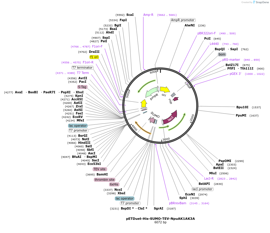 257738-plasmid-map-sequence-id-513624