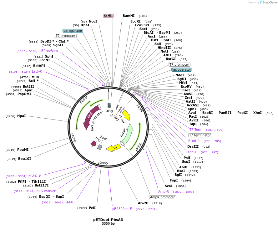 257780-plasmid-map-sequence-id-513625