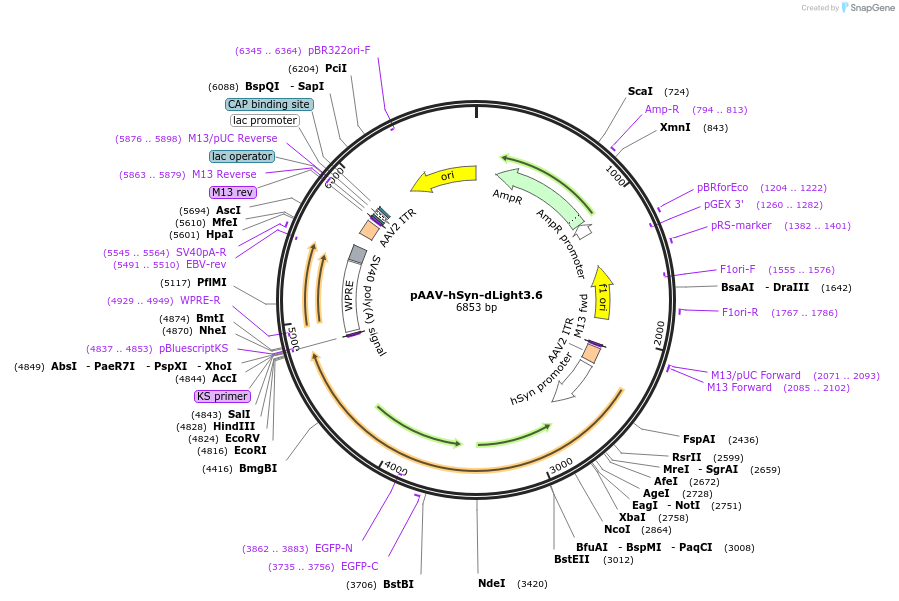 257854-plasmid-map-sequence-id-513631