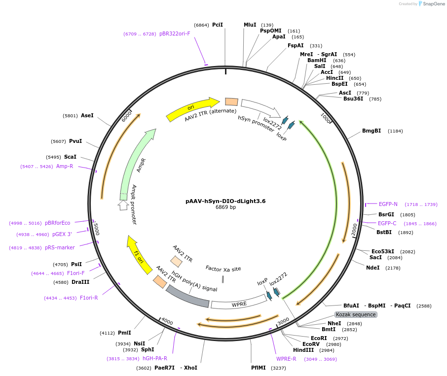 257856-plasmid-map-sequence-id-513633