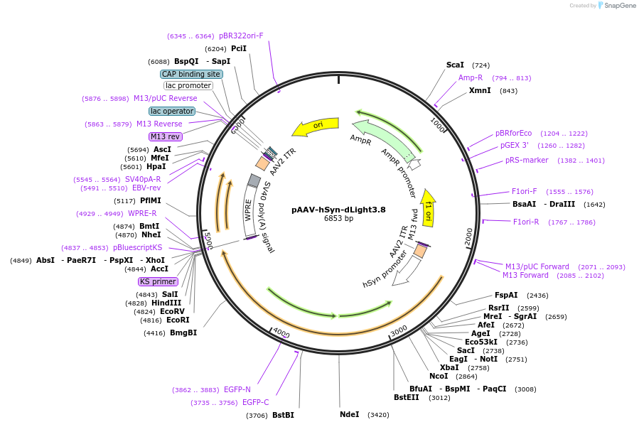 257855-plasmid-map-sequence-id-513634