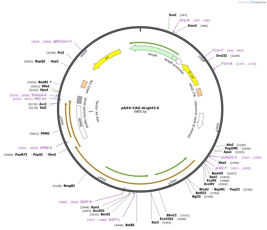 257858-plasmid-map-sequence-id-513637