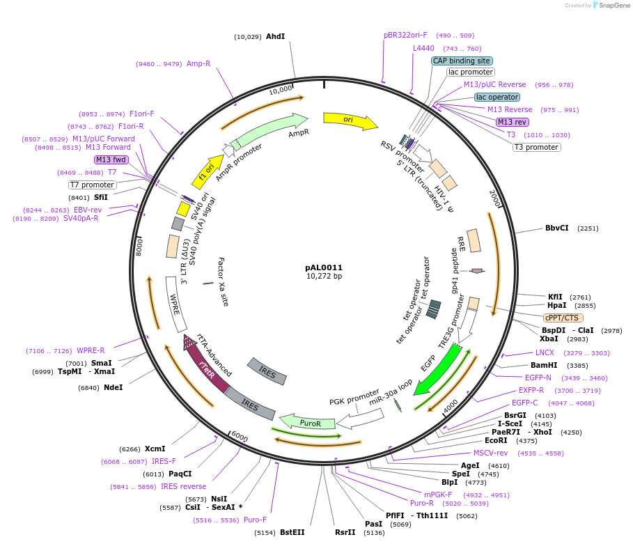 252728-plasmid-map-sequence-id-513640