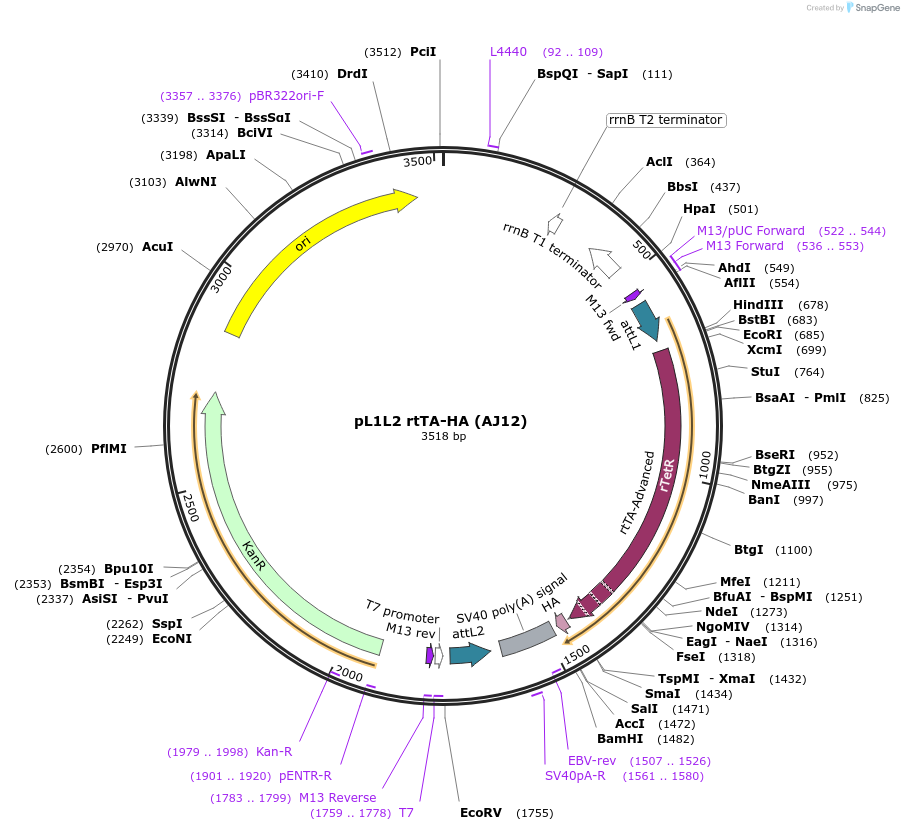 257873-plasmid-map-sequence-id-513649