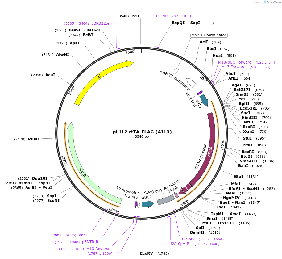 257874-plasmid-map-sequence-id-513650