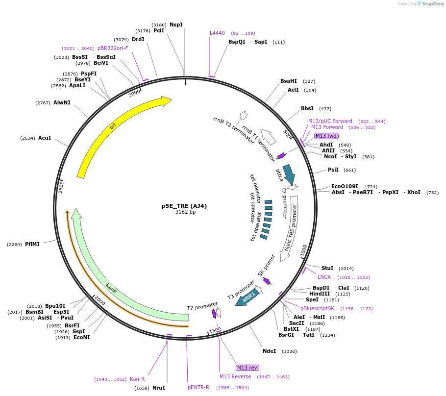 257872-plasmid-map-sequence-id-513653