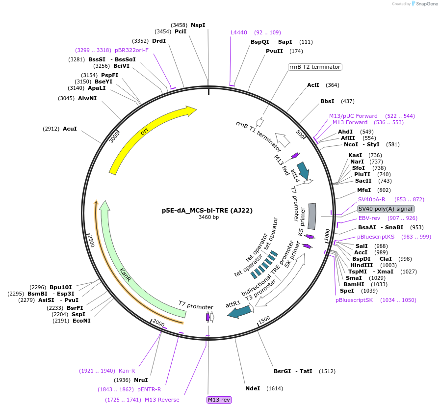 257877-plasmid-map-sequence-id-513655