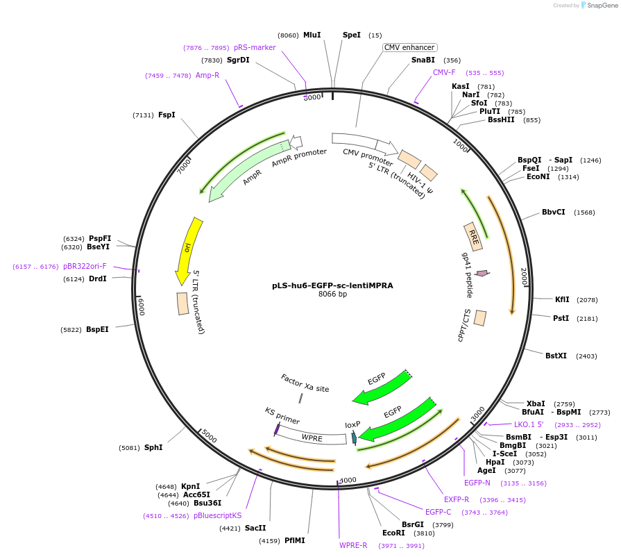 257694-plasmid-map-sequence-id-513804