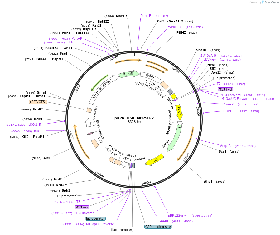 258262-plasmid-map-sequence-id-513814