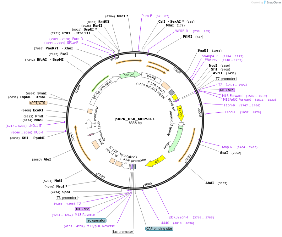 258261-plasmid-map-sequence-id-513822