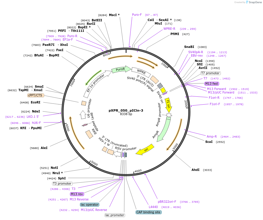 258251-plasmid-map-sequence-id-513825