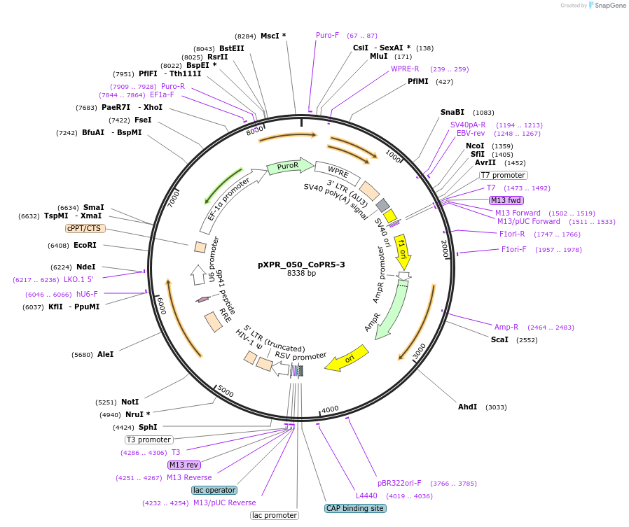 258249-plasmid-map-sequence-id-513827