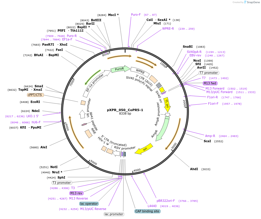 258248-plasmid-map-sequence-id-513828
