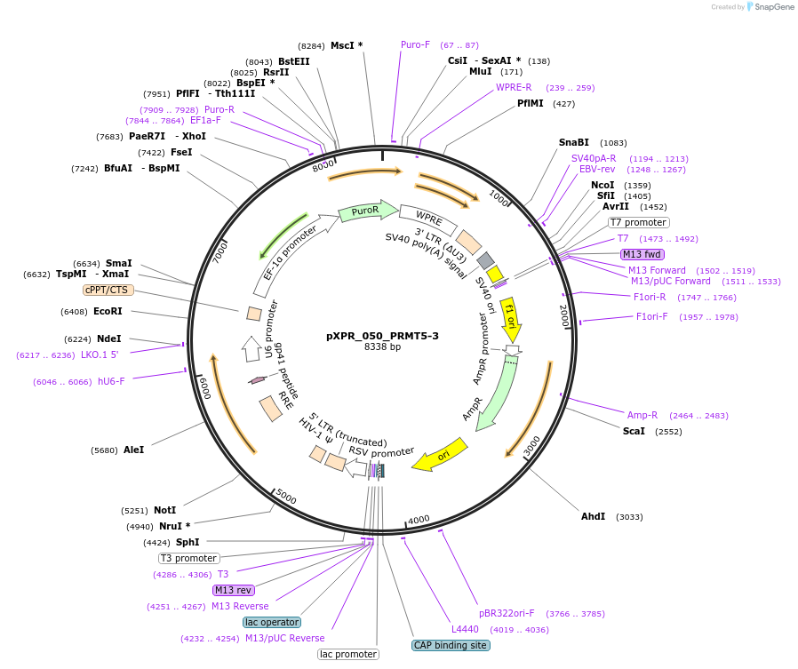 258246-plasmid-map-sequence-id-513830