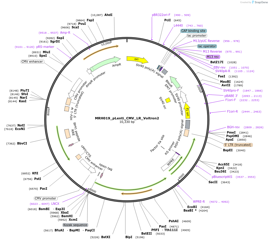258172-plasmid-map-sequence-id-513833
